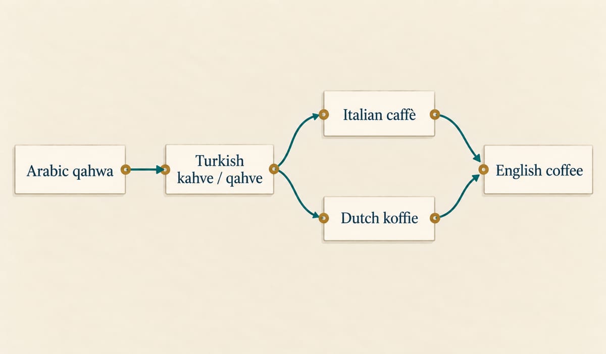 Coffee’s route splitting into two proposed final steps, Italian caffè and Dutch koffie, both reaching English coffee